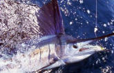Florida Keys sailfishing with one of our rental boats